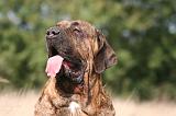 FILA BRASILEIRO 123